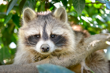 gros plan d'un mignon raton laveur à l'extérieure monter sur arbre