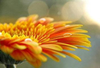 Flower in sunset
