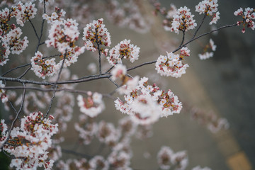cherry blossoms