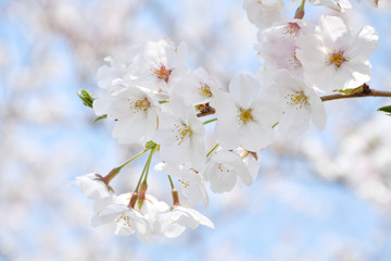 桜の花　青空

