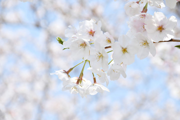 桜の花　青空

