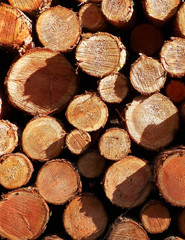 Forest clearance - wooden beams as nature background.