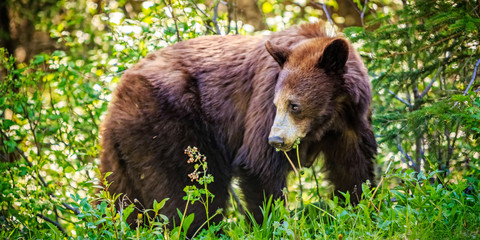 Bear Eating in Forest