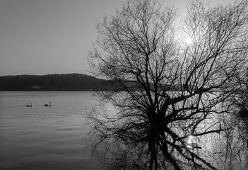 Möhnesse Sauerland Deutschland Erholung Bäume Silhouetten Schwäne Cygnus Entenvogel Anatidae Wasser See Talsperre Graustufen schwarz weiß Ufer Sonne Spiegelung