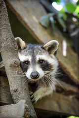 gros plan d'un mignon raton laveur à l'extérieure monter sur arbre