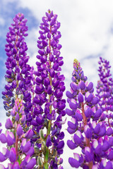 Obraz premium Close up purple lupine flower closeup outdoors.Lupinus, lupin, lupine field with pink purple and blue flowers. Bunch of lupines summer flower background