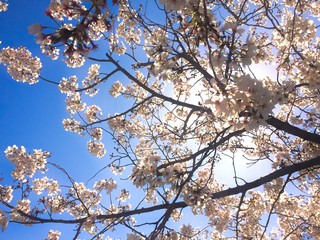桜　春　静岡