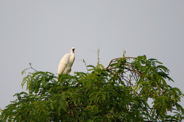 Egret in tree