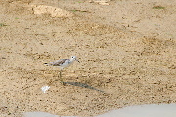 Bird on the beach