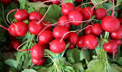 Freshly picked red radishes lying on their leaves