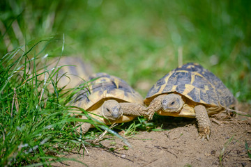 tortue terrestre faune d'Europe au milieu de grande herbe