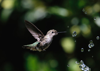 Hummingbird with water droplets