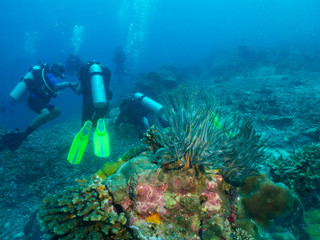 aqualunger and corals, underwater Philippines
