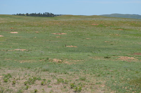 Late Spring in South Dakota: Prairie Dog Town Near Bison Flats in Wind Cave National Park in the Black Hills