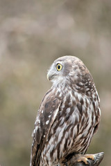 the barking owl is checking all around for preditors