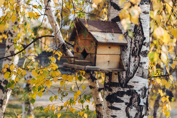 Branches with yellow autumn on background, Birdhouse on birch tree.