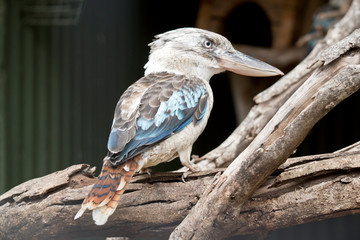 the blue winged kookaburra is perched on a branch