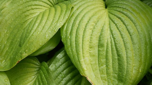 Large green hosta leaves with dew drops. Plants in the summer after rain