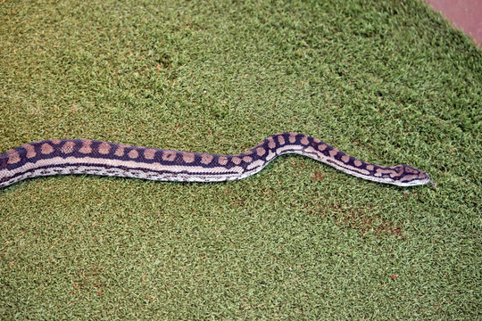 this is a side view of a carpet python