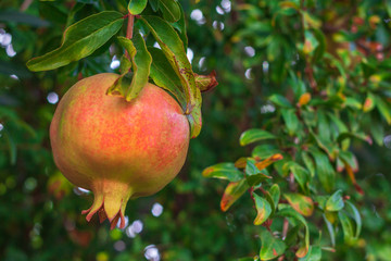 One yellow garnet hanging on a branch with green foliage. Ripe pomegranate grows on a tree. Close up. garnet on a tree.