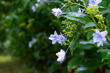 小さいくて青い紫陽花の花