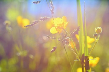Beautiful summer meadow detail.  Buttercups, spearworts or water crowfoots. (Ranunculus)