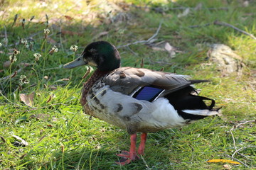 Mallard duck on a grass