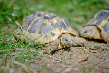 tortue terrestre faune d'Europe au milieu de grande herbe