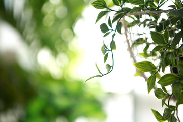 Fototapeta na wymiar 자연의 싱그러운 봄 초록빛 잎 새싹 의 예쁜 새모양풍경 