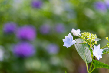 薄い色の紫陽花の花
