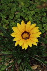 yellow flower in the garden