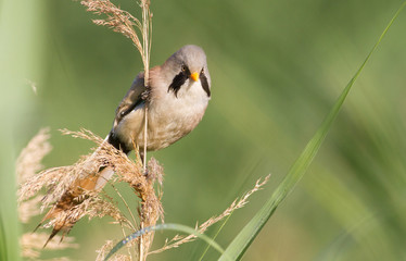 Bearded tit, Panurus biarmicus. Male. Morning, dawn, river