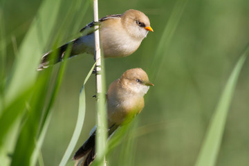 Bearded tit, Panurus biarmicus. Young birds, male, female. Morning, dawn, river