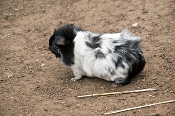 Naklejka premium this is a side view of a black and white guinea pig