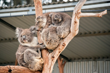 three koalas in a tree