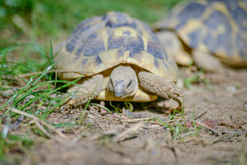 tortue terrestre faune d'Europe au milieu de grande herbe