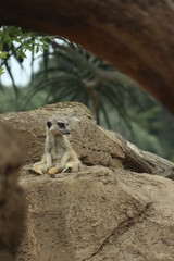Fototapeta premium meerkat on the lookout