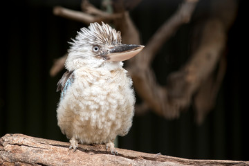 Fototapeta premium the blue winged kookaburra has fluffed up his feather to cool down