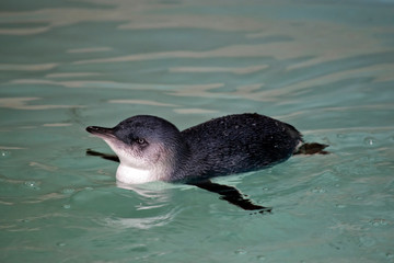 Naklejka premium the fairy penguin is swimming in the ocean