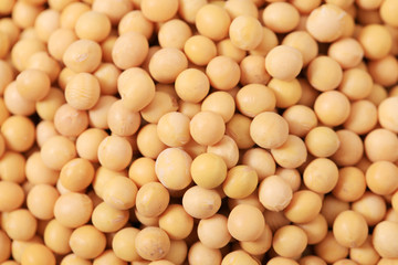 Soybean