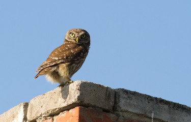 Little owl, Athene noctua. A bird sitting on a chimney