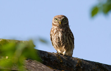Little owl, Athene noctua. The bird sits on the roof of the house