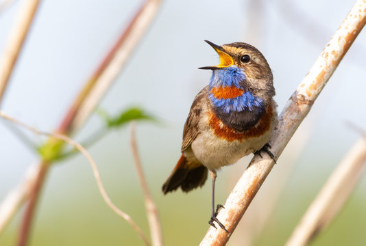 Bluethroat, Luscinia svecica. Bluethroat is singing in the morning by the river