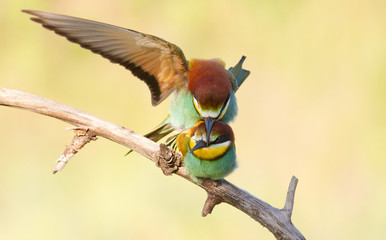 European bee eater, Merops apiaster. Common bee-eater.
