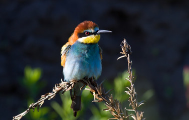 European bee eater, Merops apiaster. Common bee-eater. Close-up