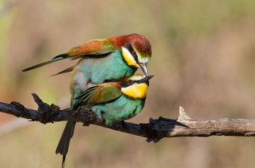 Bee-eater, Family makes love
