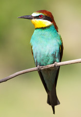 Merops apiaster. Common bee-eater. Close-up