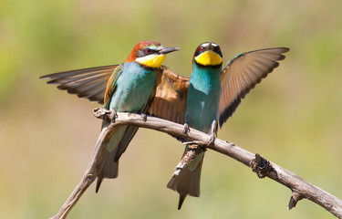 Bee-eater, Merops apiaster. One of the most colorful birds.