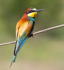 Bee-eater, Merops apiaster. One of the most colorful birds