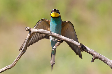 Bee-eater, Merops apiaster. One of the most colorful birds.